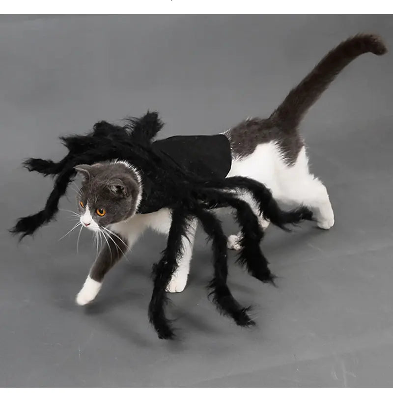 Halloween Spider Pets Costume