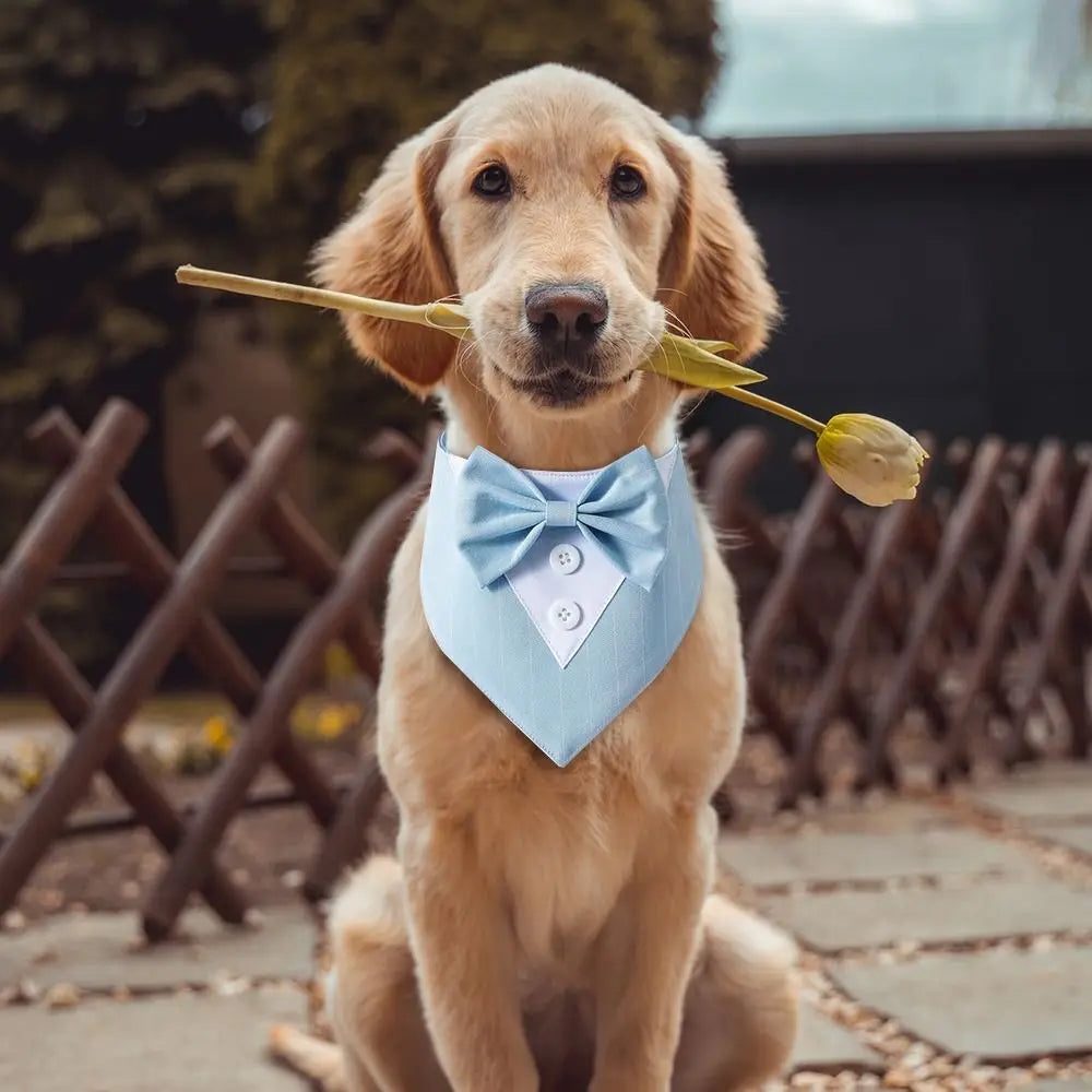 Fashionable Tuxedo Bow Tie